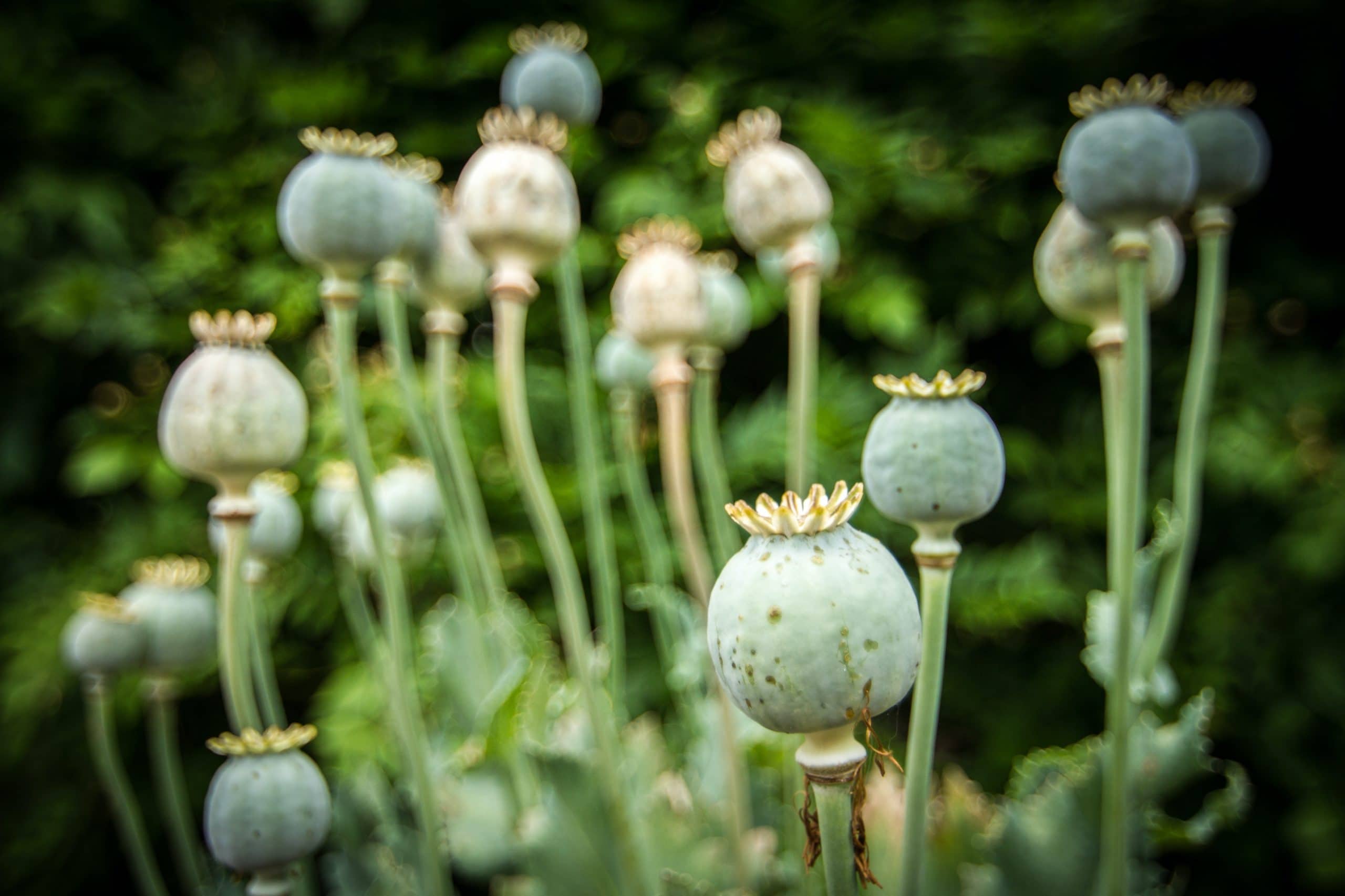 poppy plants
